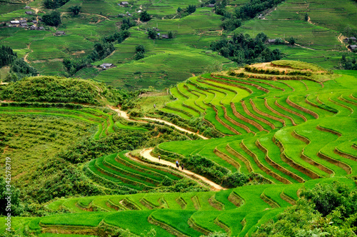 Sapa  landscape terraced rice field near Mu Cang Chai  north Vietnam