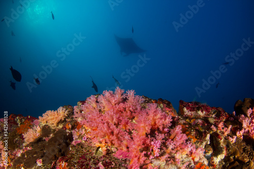 Underwater coral reef with manta ray and fish swimming above it.