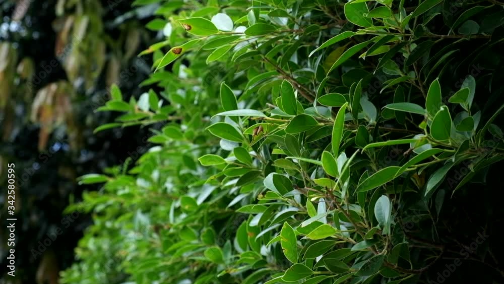 Spring nature, green bushes and grass, moved by a weak gust of wind Spring nature, green bushes and grass, moved by a weak gust of wind