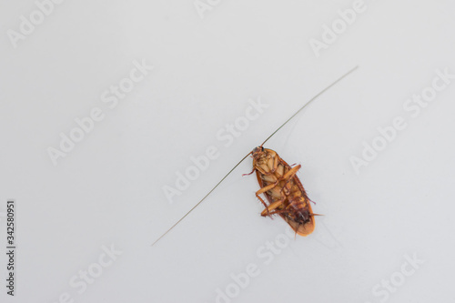 Cockroaches lie on their backs, flared white.