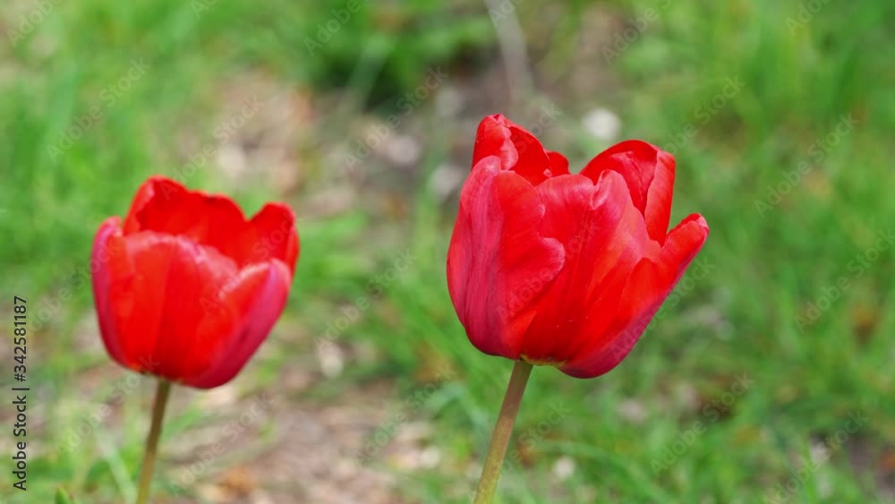 Beautiful view of red tulips under sunlight Beautiful view of red tulips under sunlight