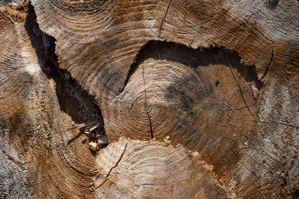 Cross section of cit tree stump with rings showing Stock Photo | Adobe ...