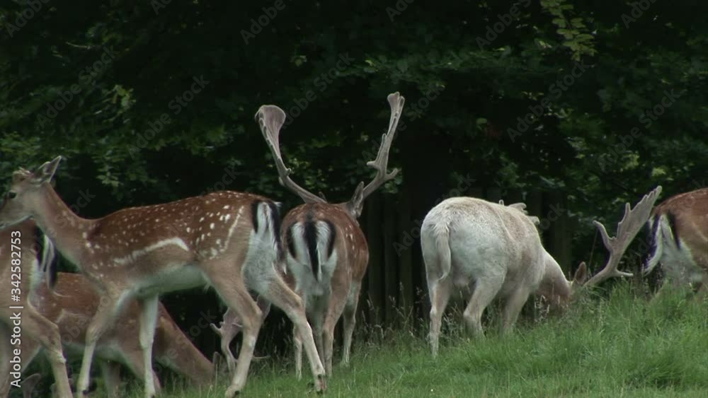 Roe deer in a woodland in England summer day Roe deer in a woodland in England summer day