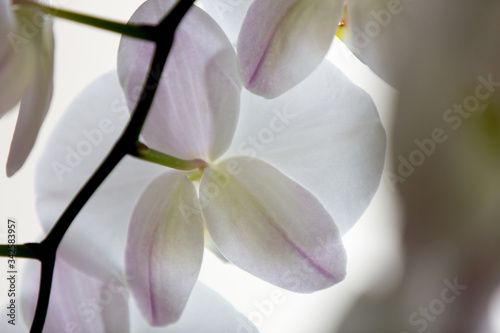 Fototapeta Naklejka Na Ścianę i Meble -  Close up details of orchid