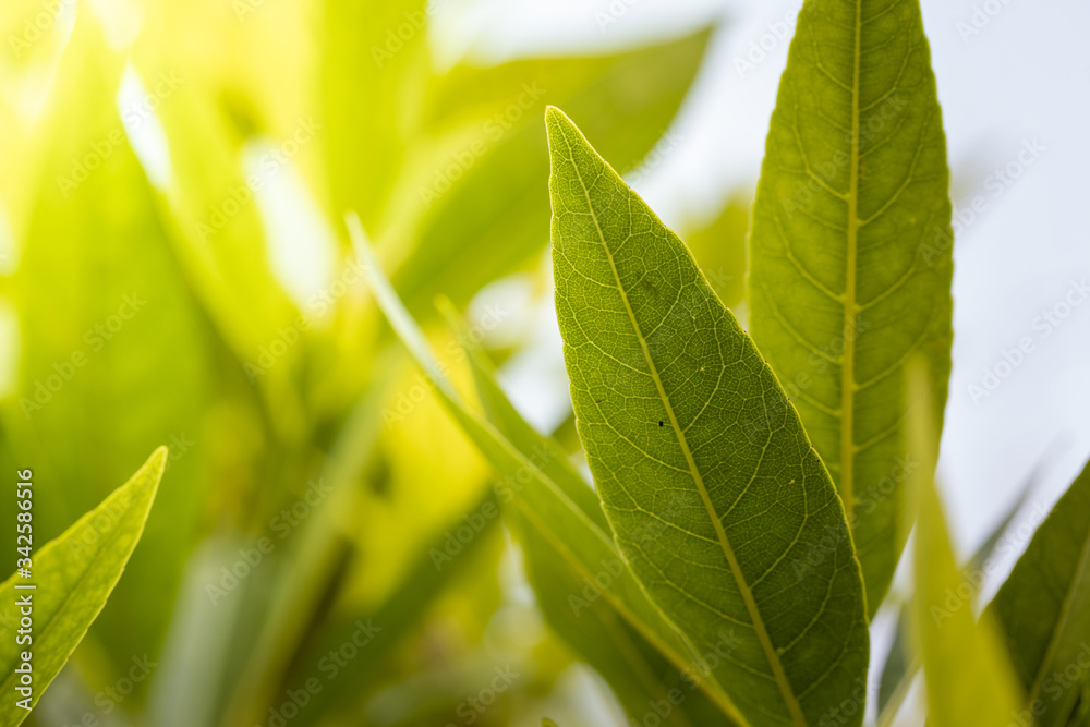 Close Up green leaf under sunlight in the garden. Natural background with copy space. Close Up green leaf under sunlight in the garden. Natural background with copy space.