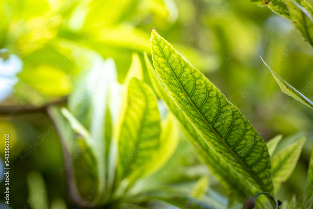 Close Up green leaf under sunlight in the garden. Natural background with copy space. Close Up green leaf under sunlight in the garden. Natural background with copy space.