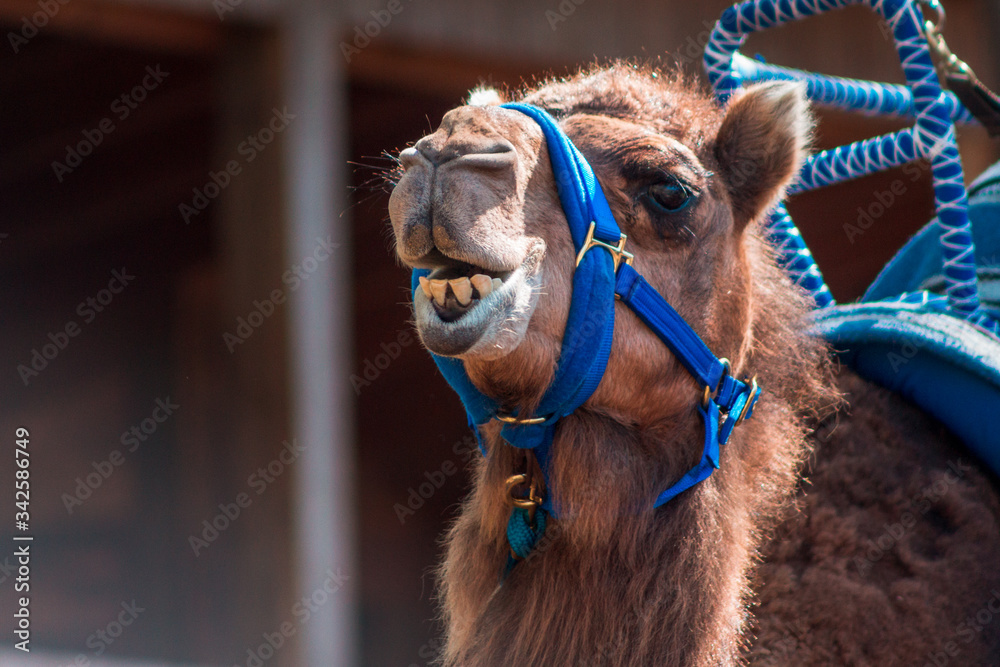 Obraz premium Close up shot of a camel at the John Ball Zoo in Grand Rapids Michigan