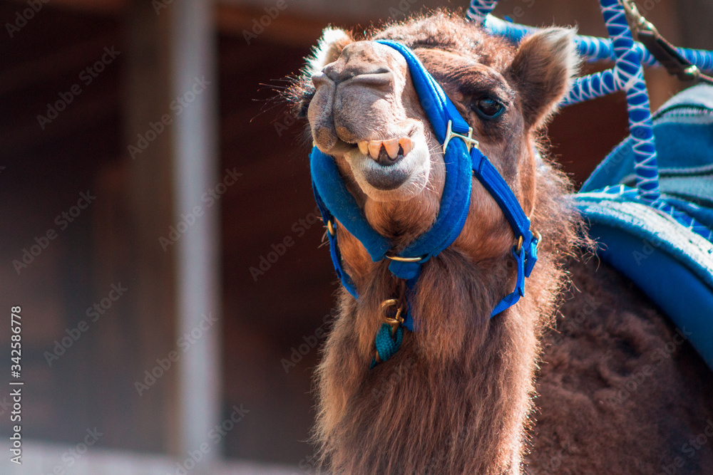 Obraz premium Close up shot of a camel at the John Ball Zoo
