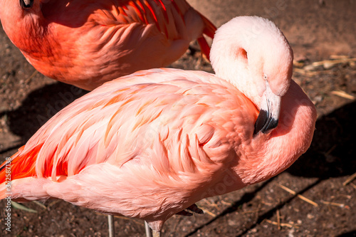 Flamingo preening feathers at the John Ball Zoo
