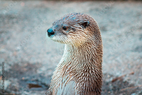 Otter standing up in an enclosure