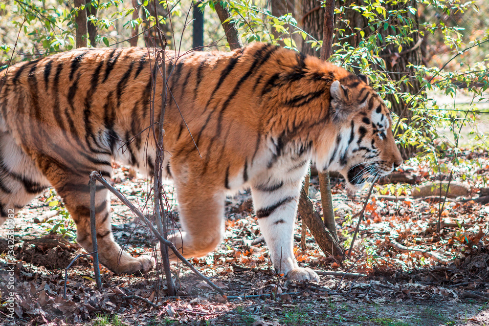 Obraz premium Tiger roaming in its enclosure on a sunny day at the John Ball Zoo in Grand Rapids Michigan