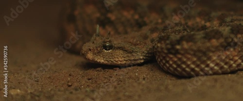 Close up of horned viper snake taking out its tongue while moving. CLOSE UP, SHALLOW DOF, SLOW MOTION, BMPCC 4K.