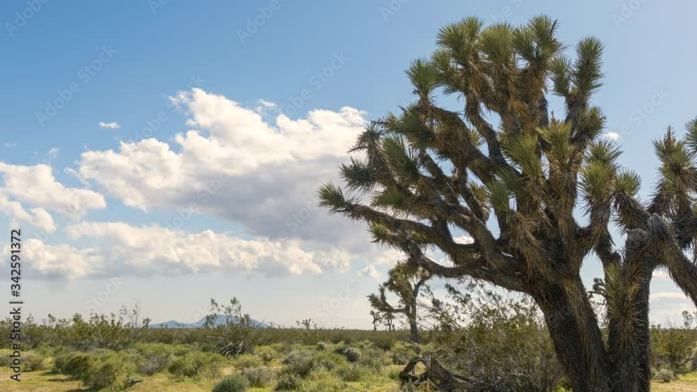 Joshua tree park time lapse Joshua tree park time lapse