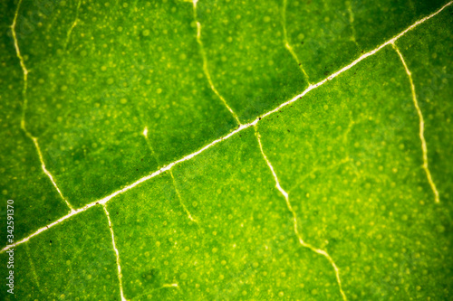 Soft focus green leaf structure background.Macro shot leave surface in microscope.Natural green background.