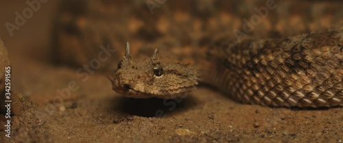 Close up of horned viper snake taking out its tongue while moving. CLOSE UP, SHALLOW DOF, SLOW MOTION, BMPCC 4K.
