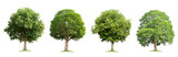 set collection tree isolate on white background