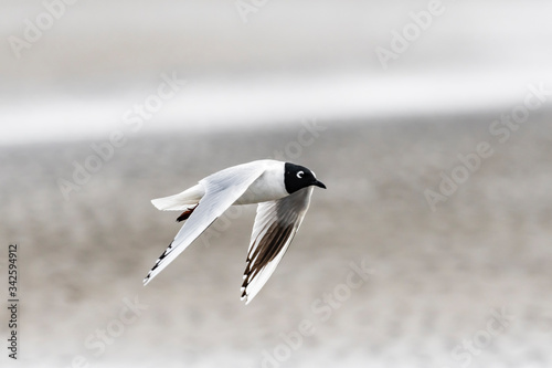 ズグロカモメ成鳥夏羽(Saunders's gull) photo