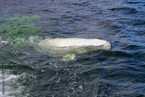 Beluga whales playing in the ocean