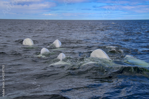 Foto Beluga whales playing in the ocean
