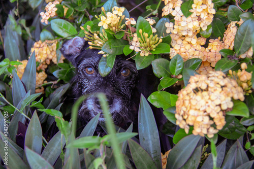 Black Terrier playing in flowers