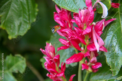 Amegilla australian native teddy bear bees
