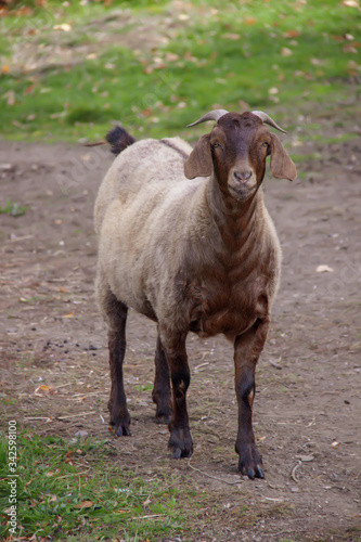 Brown goat in a farmyard