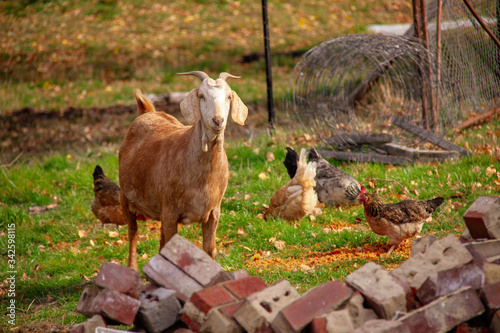Goat in a farm yard