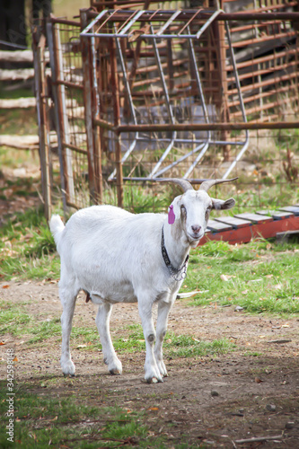White goat in a farm