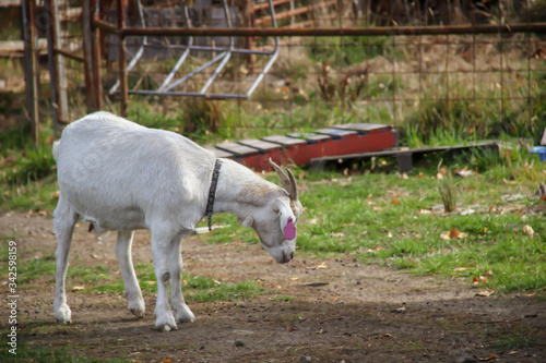 White goat in a farm