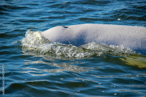 Beluga whales playing in the ocean