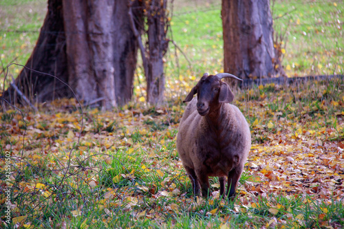 Brown goat in a farmyard