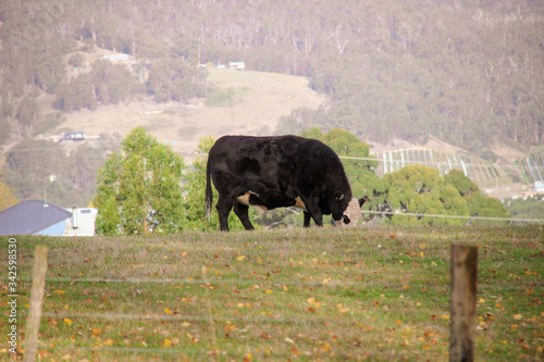 Grazing cow in farm landscape