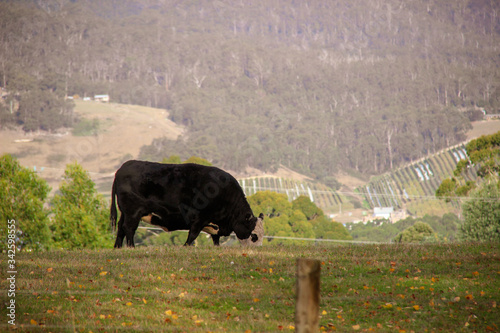 Grazing cow in farm landscape