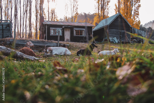 Goats relaxing out front of farm house