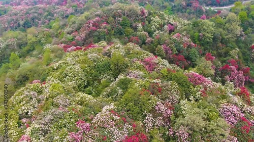 Bijie Baili Azalea scenic area in Bijie, southwest China's Guizhou province. About 125-square-kilometer Azalea in the scenic area has entered full blossom season recently (aerial photography) photo