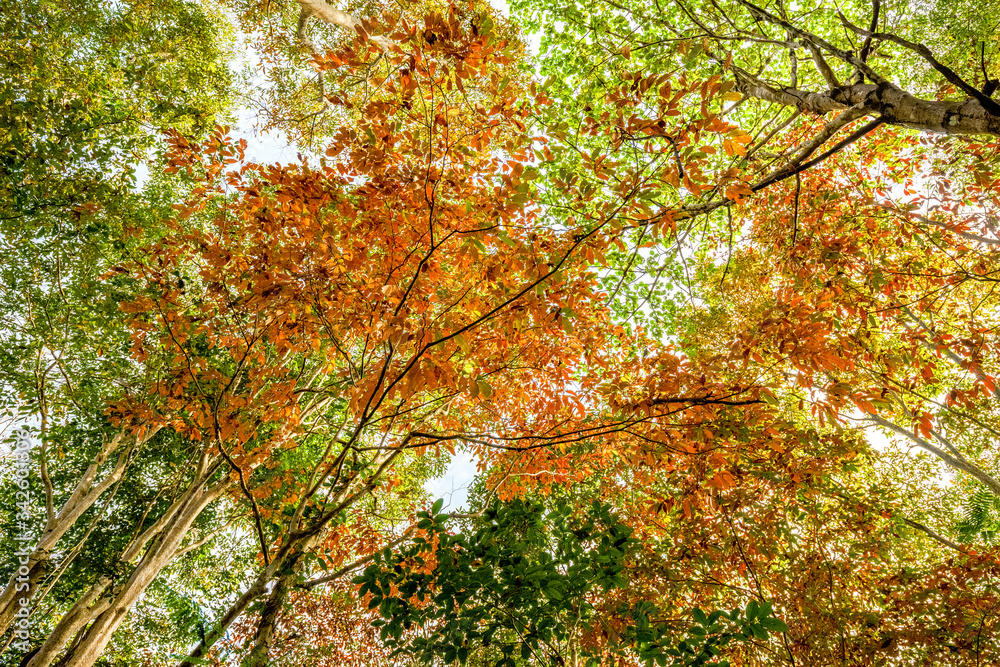 background texture of yellow leaves autumn leaf background at Nam Cat Tien national parks, Dong Nai, Vietnam. background texture of yellow leaves autumn leaf background at Nam Cat Tien national parks, Dong Nai, Vietnam.