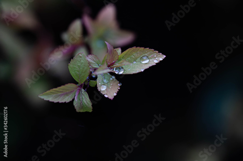 Leaves with morning dew. Green leaves with rains drops. Close up, macro photography. 