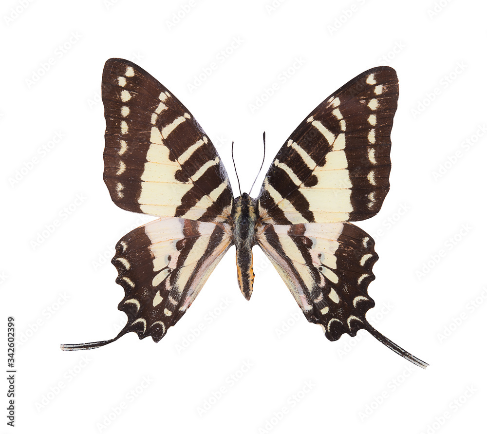 Fototapeta premium the butterfly isolated