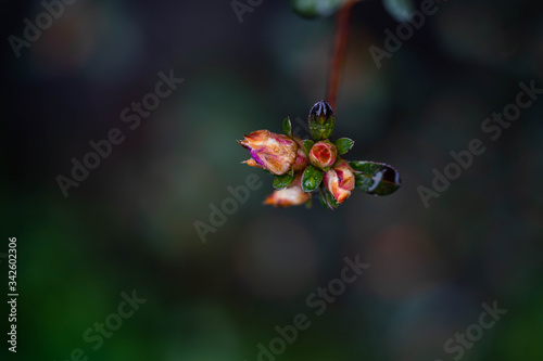 Little tiny colorful flowers close up look in Central Park in New York flora and fauna. micro photography. 
