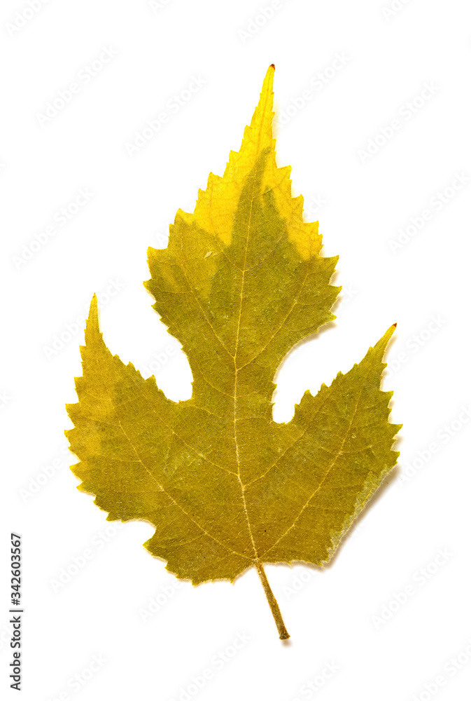 Fototapeta premium dry leaf on a white background