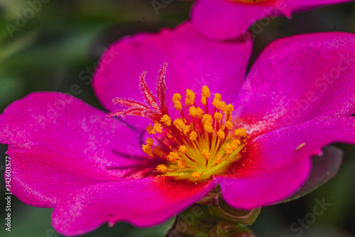 Macro shot of a portulaca flower showing the details of the spherical pollen nodules and the star-like stamen. 