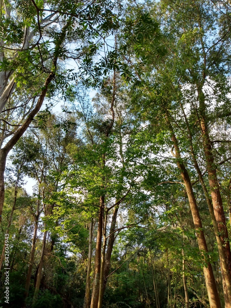 Obraz premium trees in the forest