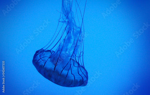 jelly fish in the aquarium