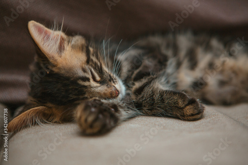 Little charcoal longhair bengal kitty laying at home