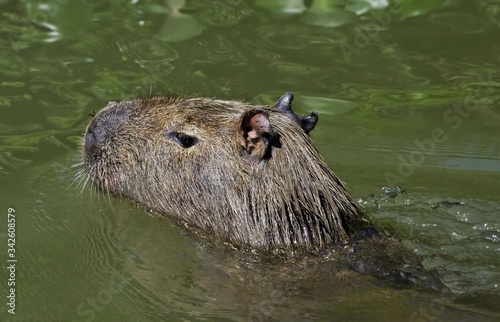 A huge Capybara (Hydrochoerus hydrochaeris), the world's largest rodent, shot at Piquiri river, in Pantanal, Brazil. photo