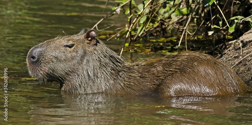 A huge Capybara (Hydrochoerus hydrochaeris), the world's largest rodent, shot at Piquiri river, in Pantanal, Brazil. photo