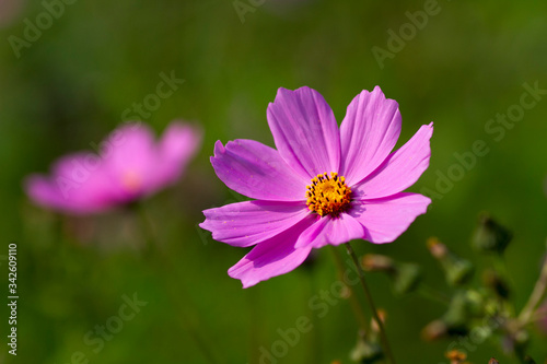 Real floral backround  giant pink cosmea flower on green natural backround  copy space