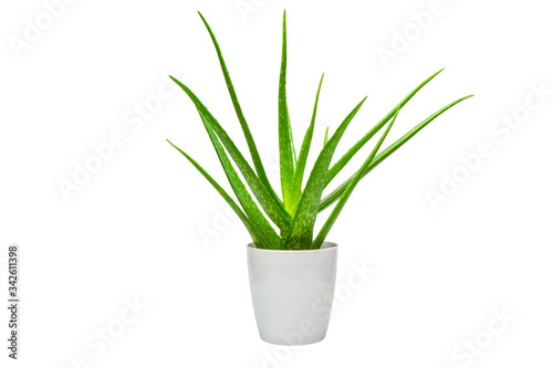 Aloe vera in white pots isolated on white background.