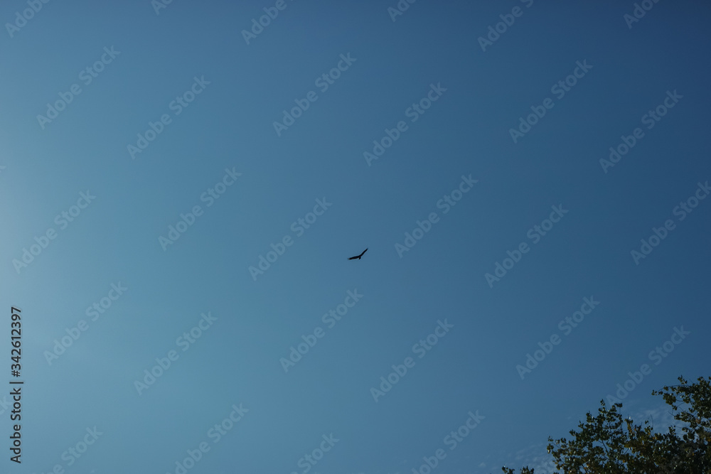 파란하늘의 상공을 날고 있는 독수리 