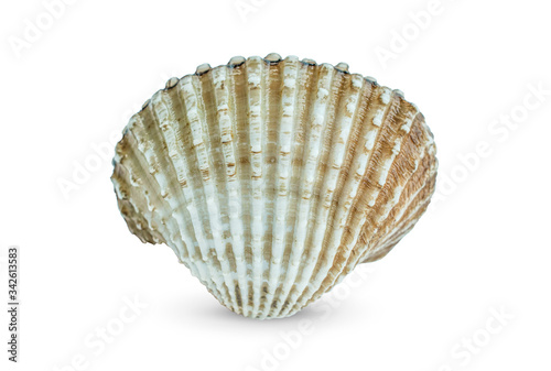 Фотография Blood cockle (Anadara granosa) isolated on white background.